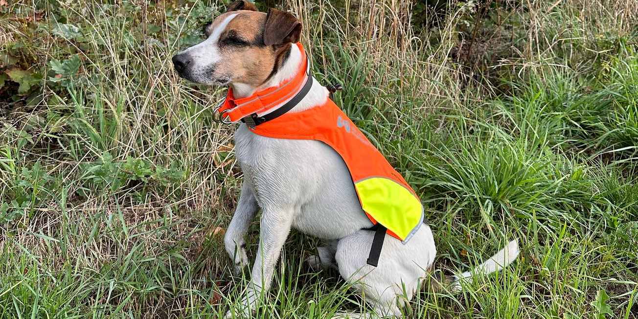 Créer un réseau canin local